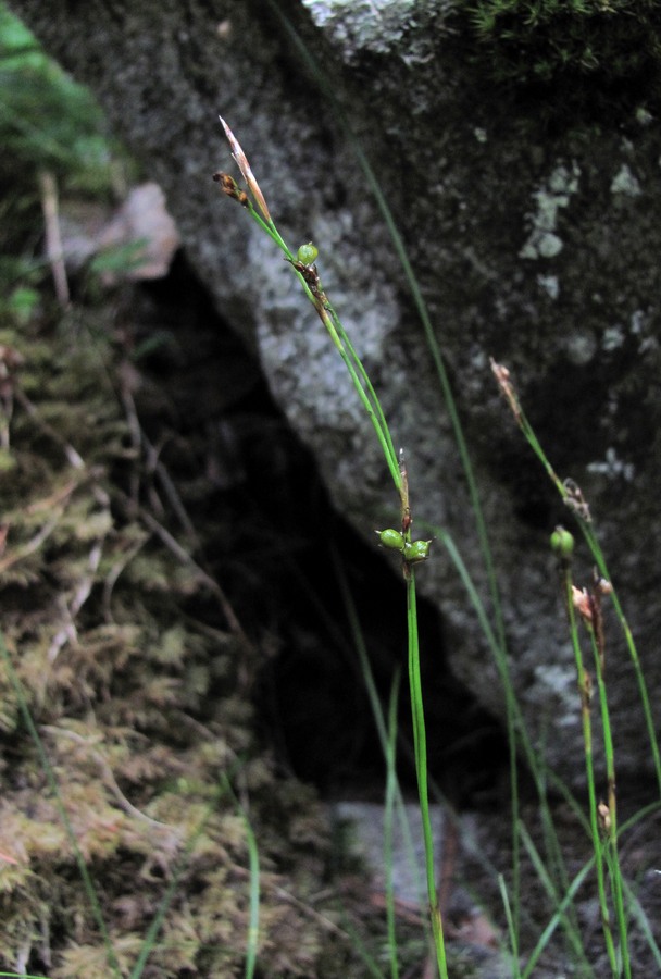 Image of genus Carex specimen.