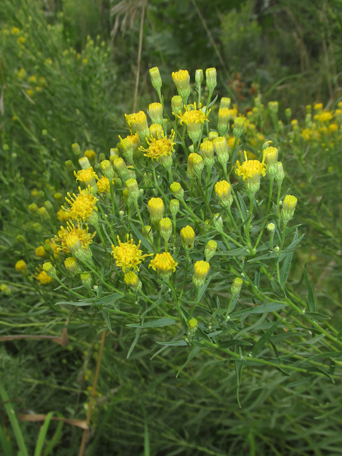 Image of Galatella biflora specimen.