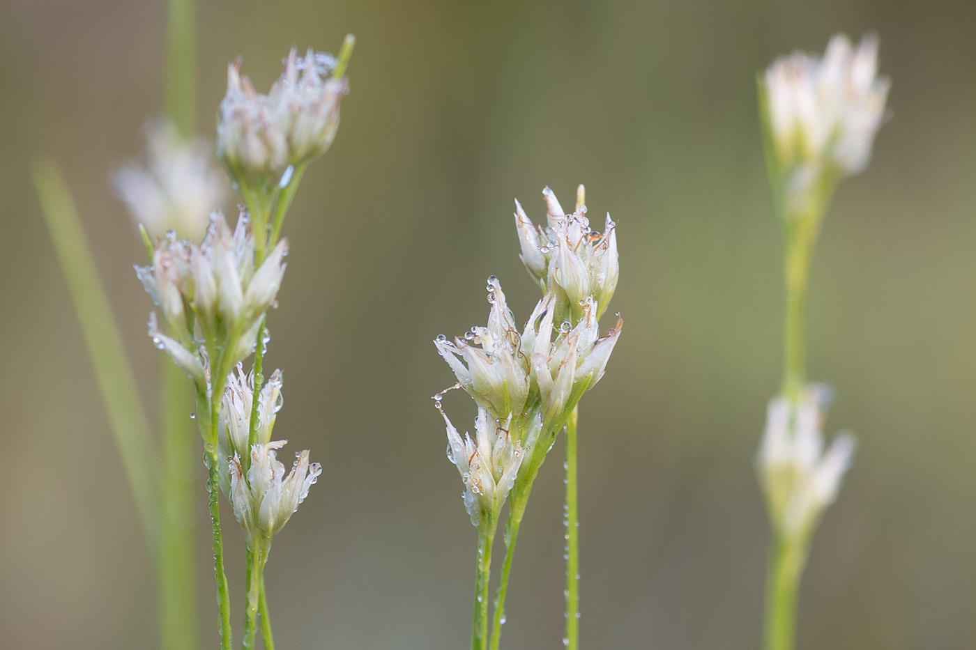 Изображение особи Rhynchospora alba.