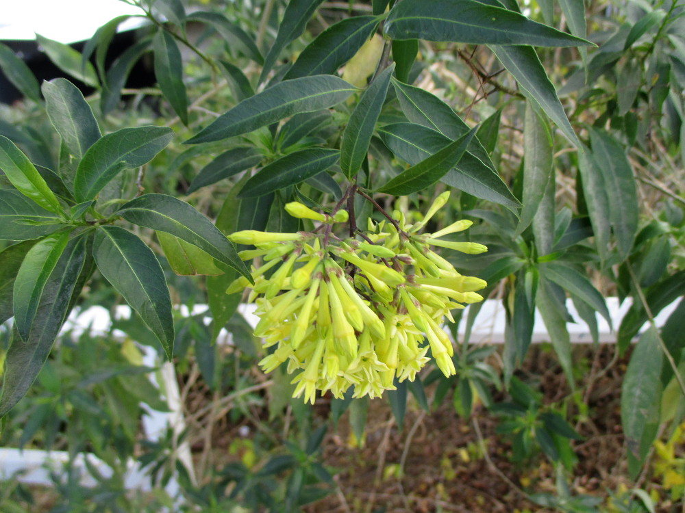 Image of Cestrum parqui specimen.