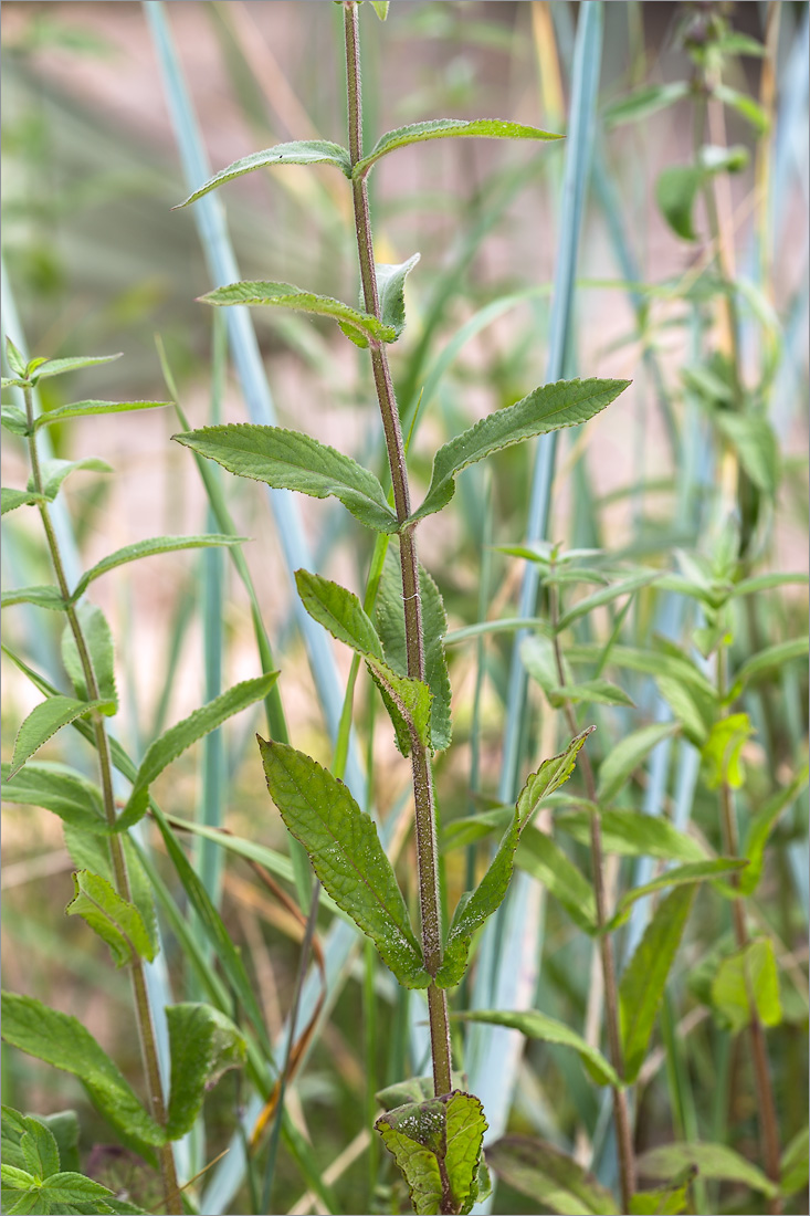 Изображение особи Stachys palustris.