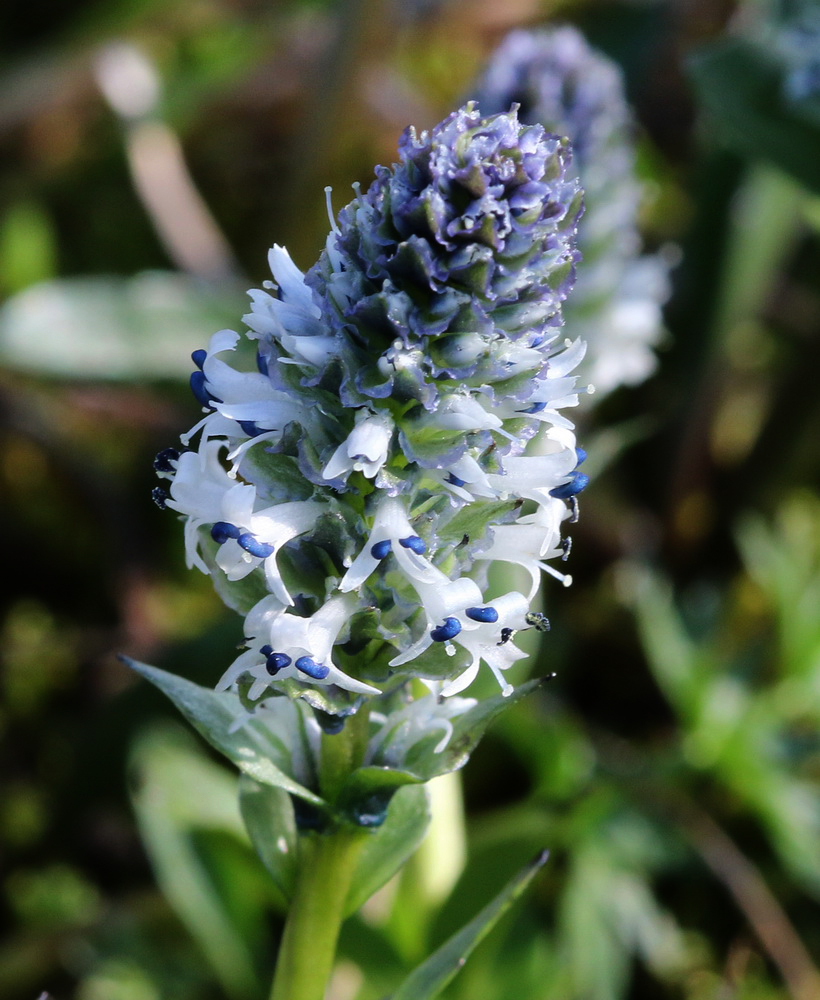 Изображение особи Lagotis uralensis.