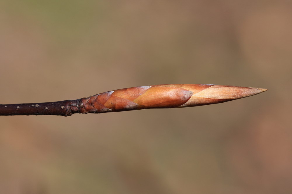 Image of Fagus sylvatica specimen.