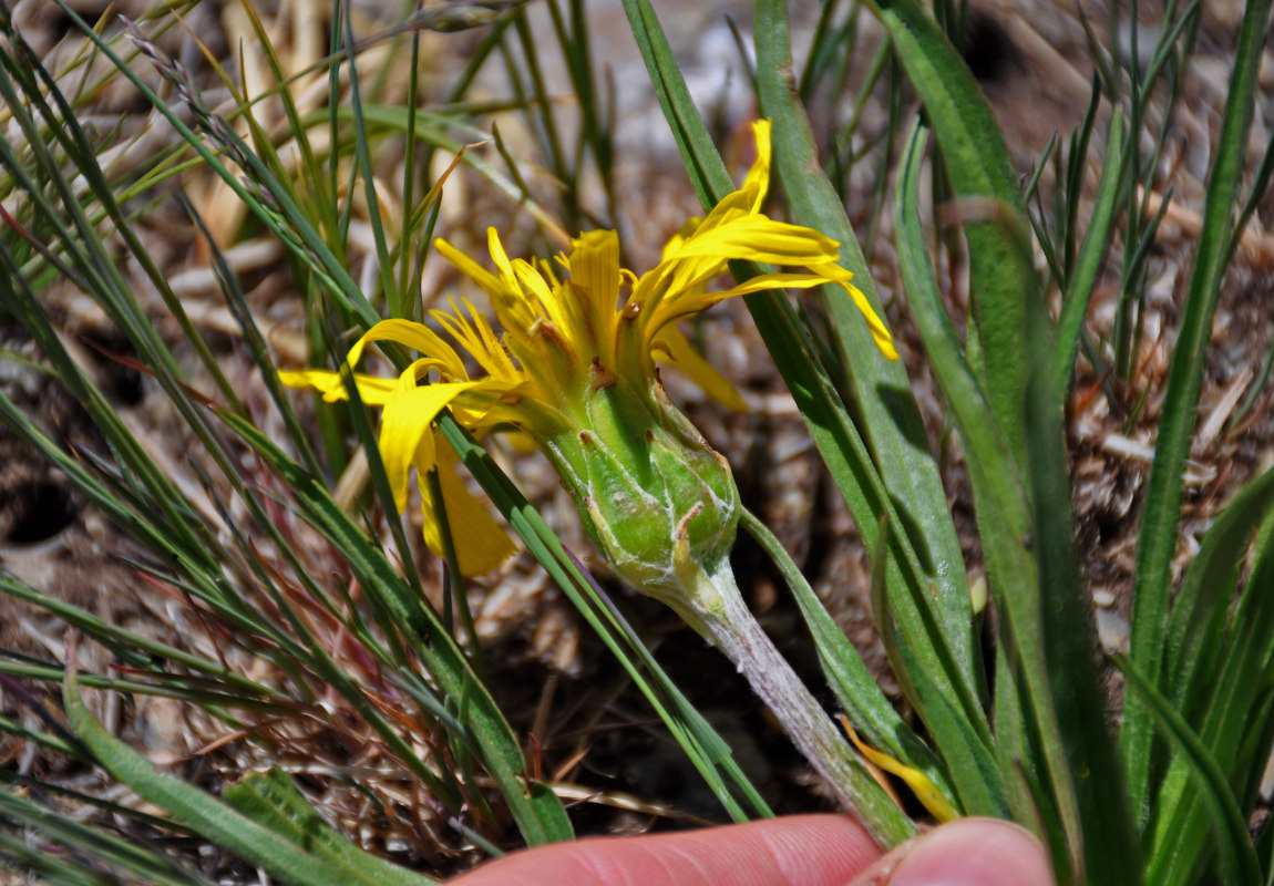 Image of Scorzonera radiata specimen.