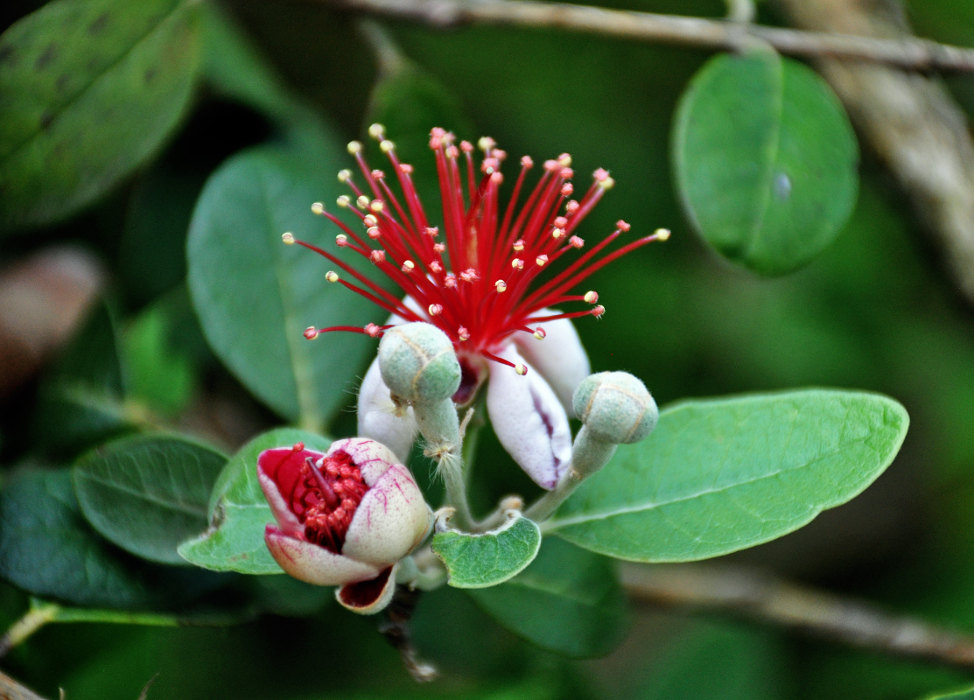 Image of Acca sellowiana specimen.