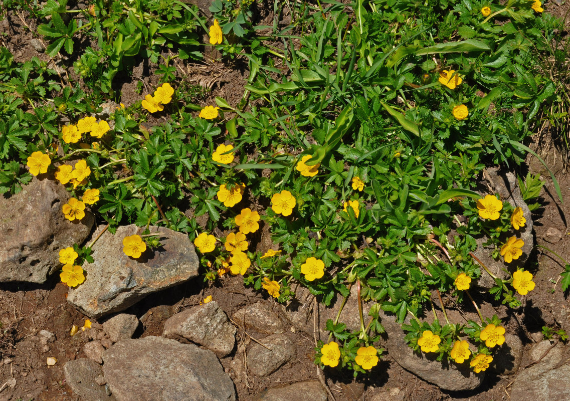 Image of Potentilla ruprechtii specimen.