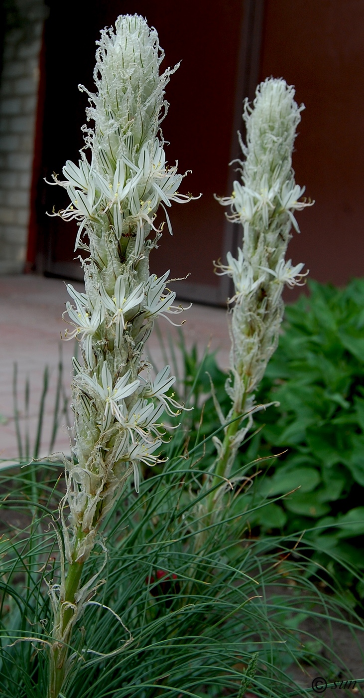 Image of Asphodeline taurica specimen.