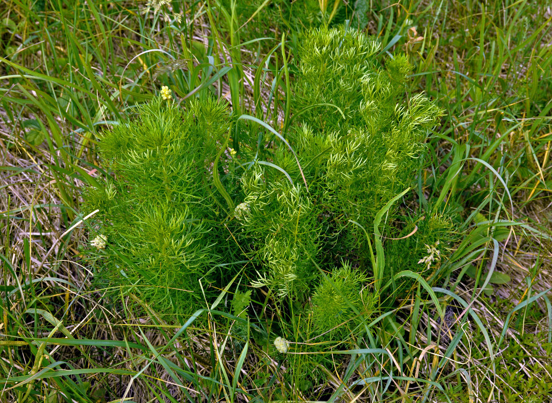 Изображение особи Adonis vernalis.