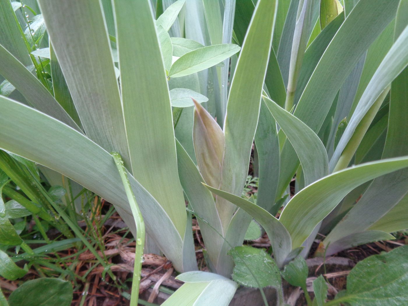 Image of Iris aphylla specimen.