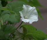 Calystegia sepium. Цветок. Московская обл., Раменский р-н, окр. дер. Хрипань, садовый участок. 18.07.2018.