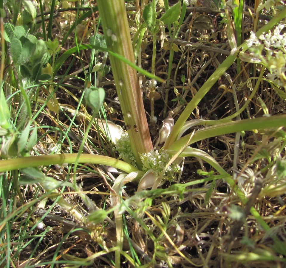 Image of Trinia leiogona specimen.