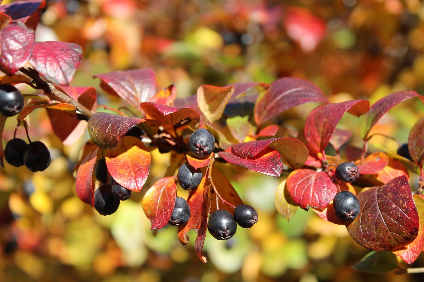 Image of Cotoneaster lucidus specimen.