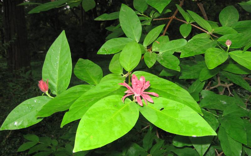 Изображение особи Calycanthus occidentalis.