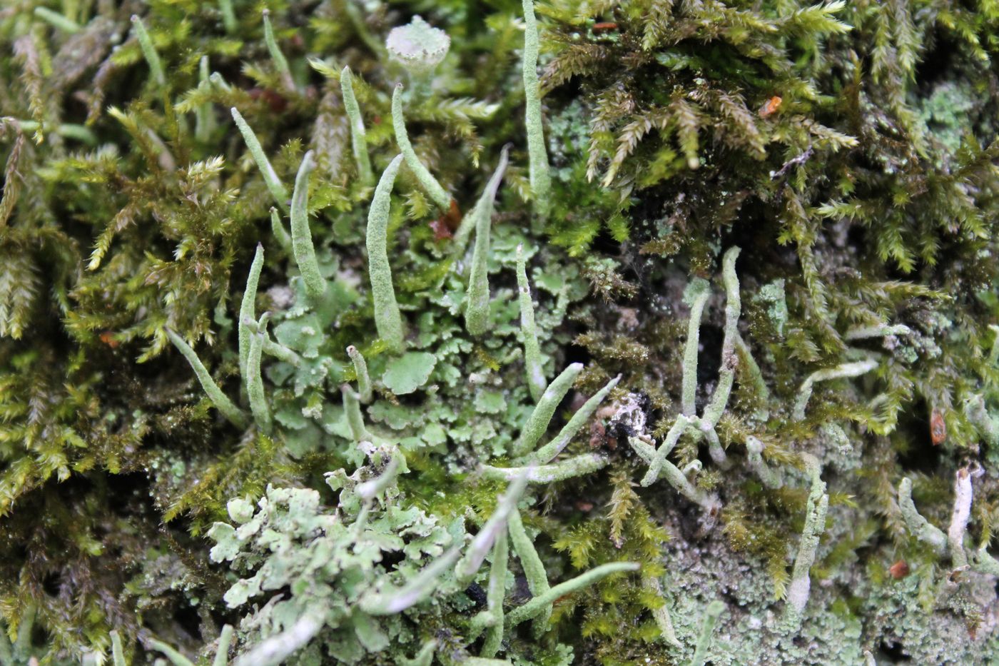 Изображение особи Cladonia macilenta var. bacillaris.