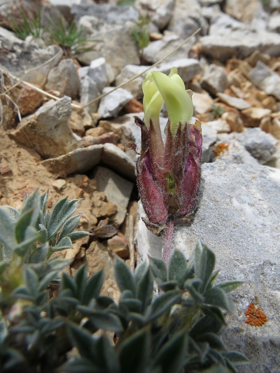 Image of Astragalus cytisoides specimen.