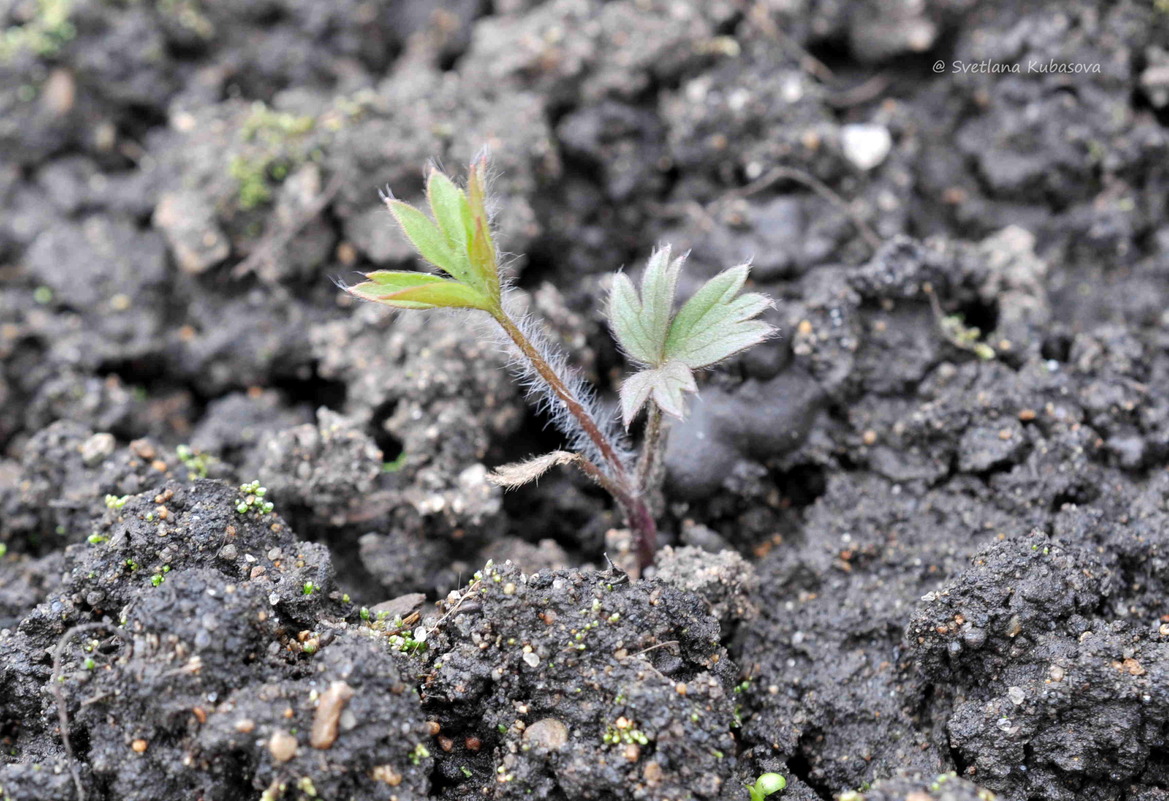 Изображение особи Pulsatilla patens.