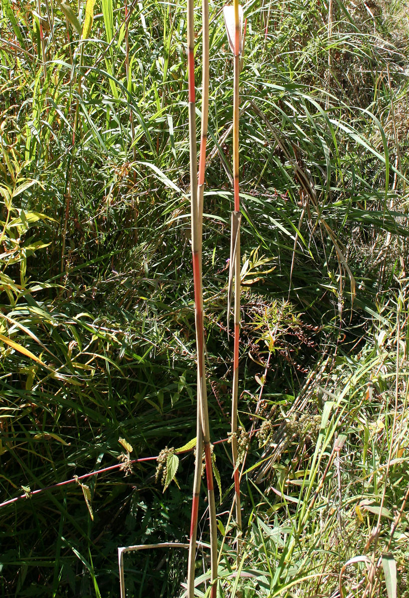 Изображение особи Phragmites australis.