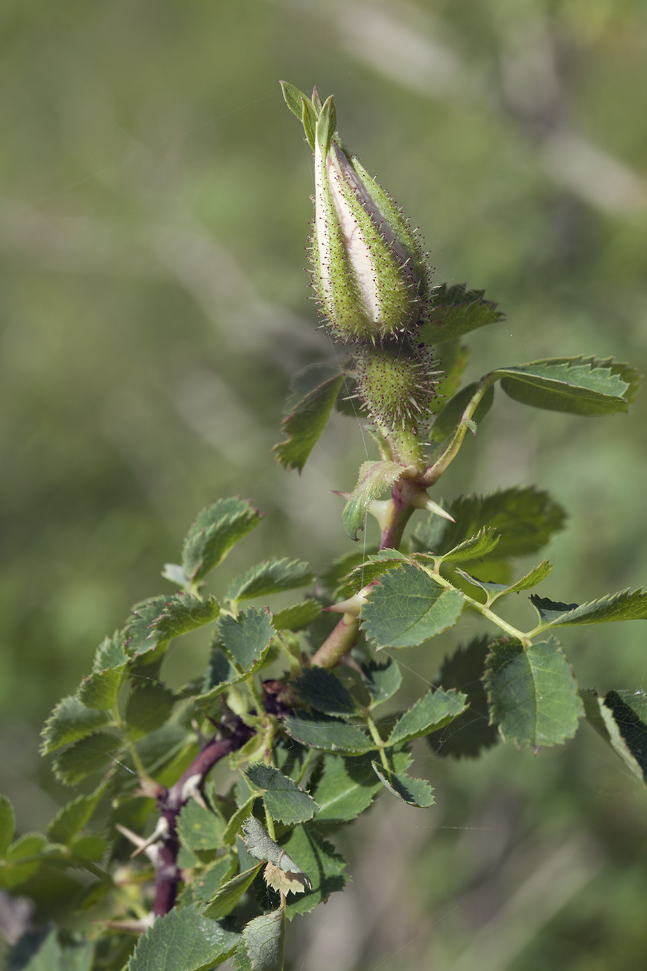 Image of Rosa fedtschenkoana specimen.