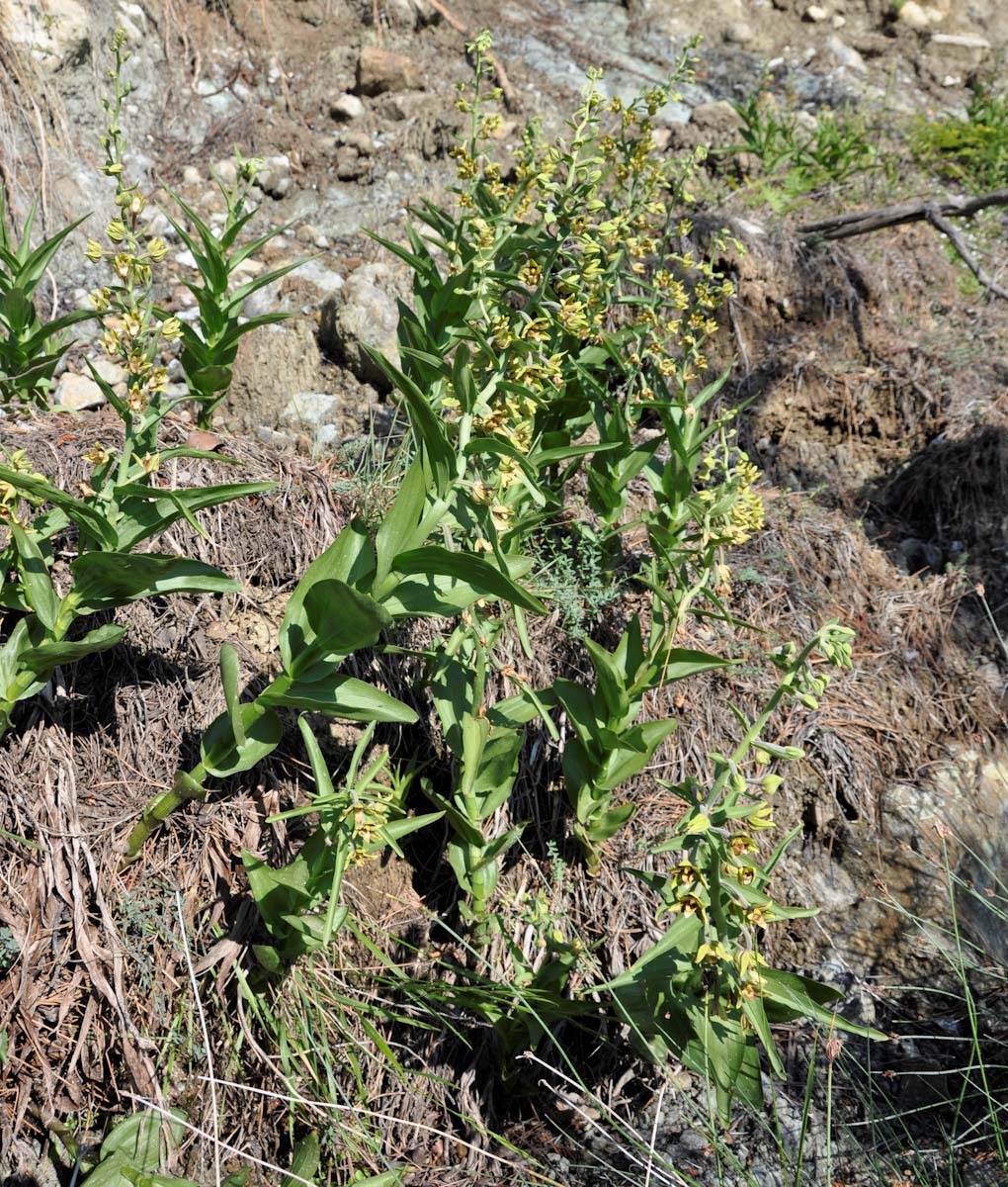 Image of Epipactis veratrifolia specimen.