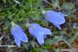 Campanula biebersteiniana. Цветки. Республика Адыгея, Майкопский р-н, окр. с. Новопрохладное (Сахрай), хр. Передовой, сев. склон горы Большой Тхач, вост. граница ур. Княжеская поляна, ≈ 1730 м н.у.м., субальпийский луг. 25.05.2019.