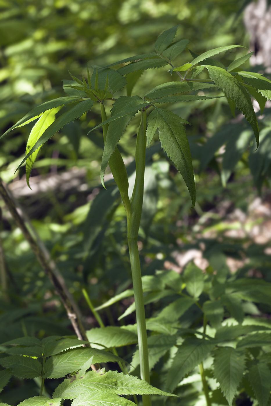 Image of Angelica sachalinensis specimen.