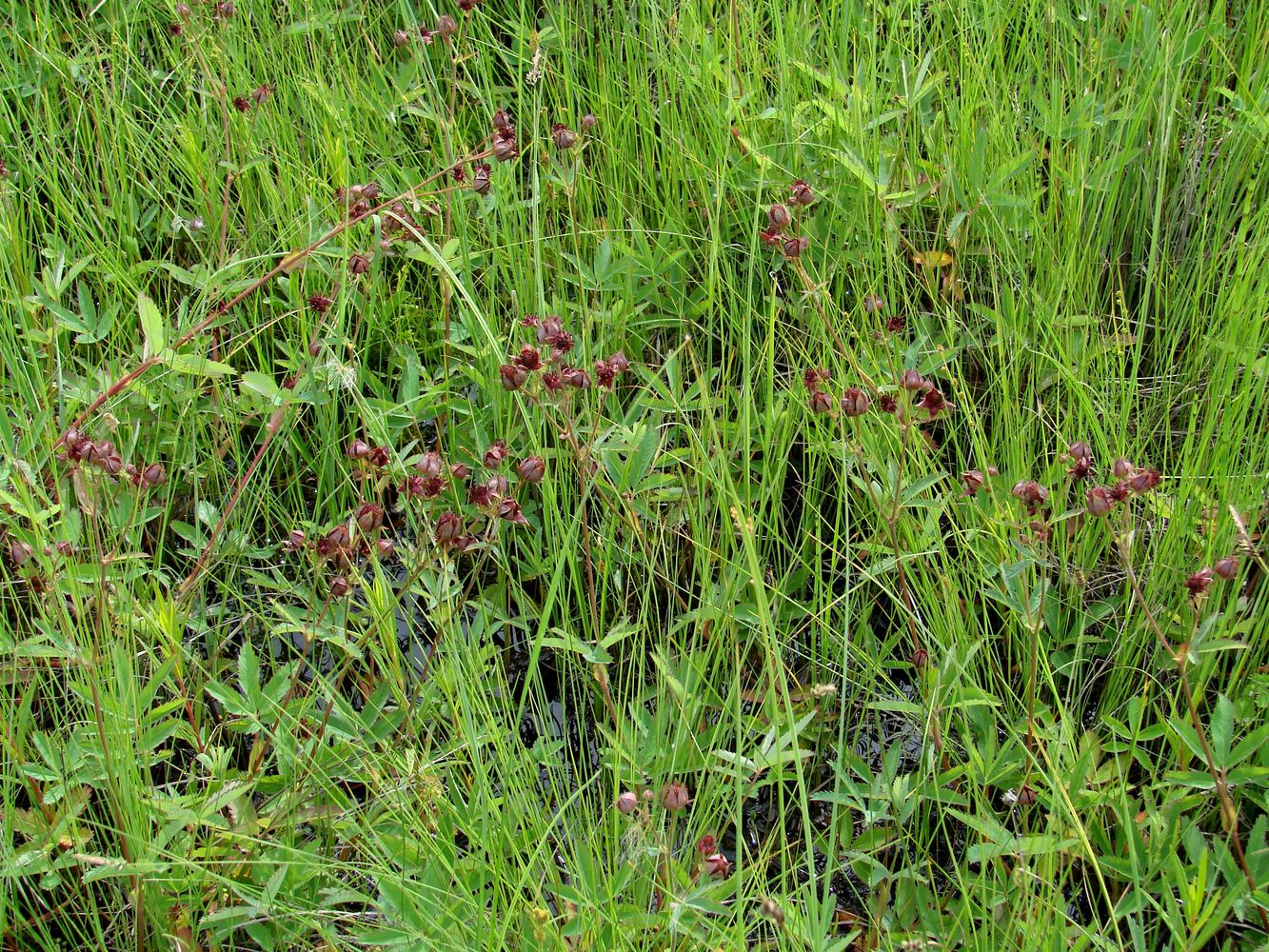 Image of Comarum palustre specimen.