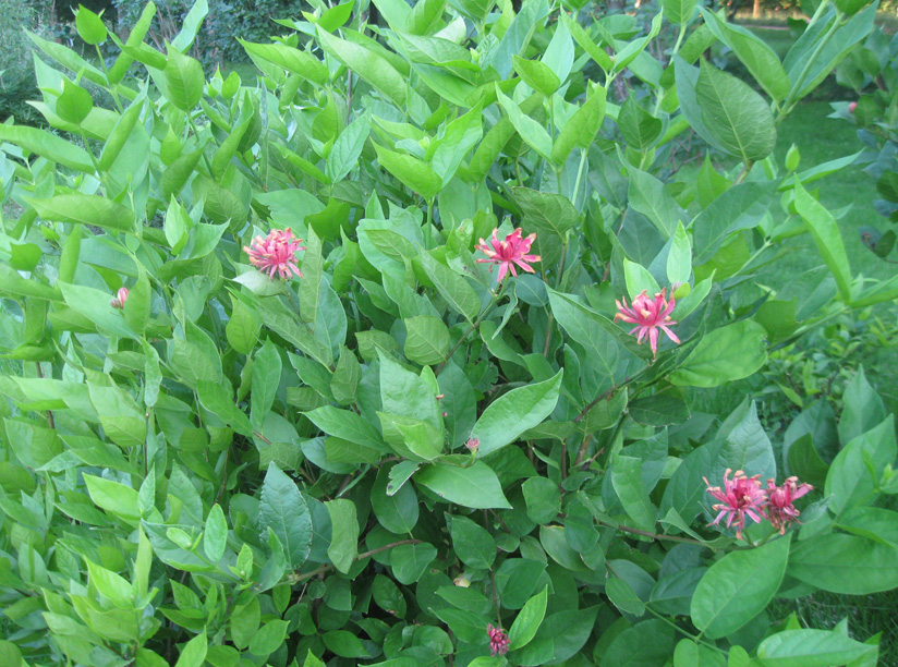 Image of Calycanthus floridus specimen.