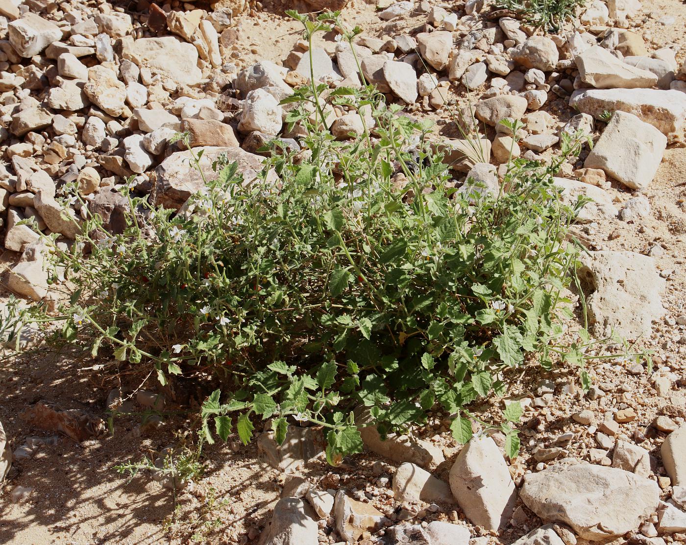 Изображение особи Solanum villosum.