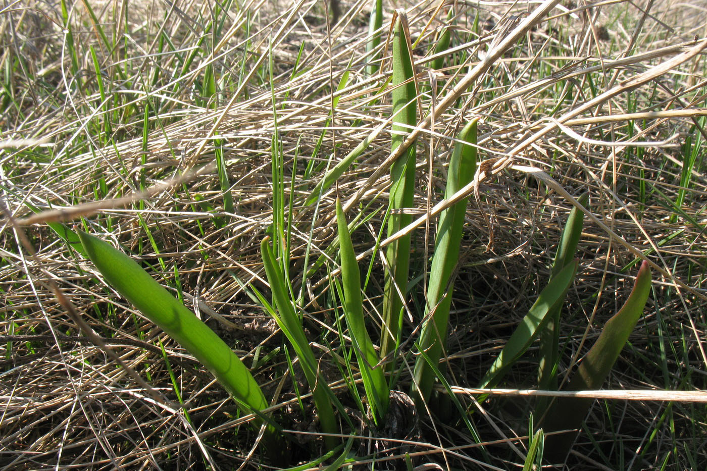 Image of Tulipa biebersteiniana specimen.