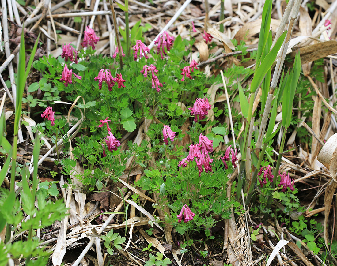 Изображение особи Corydalis buschii.