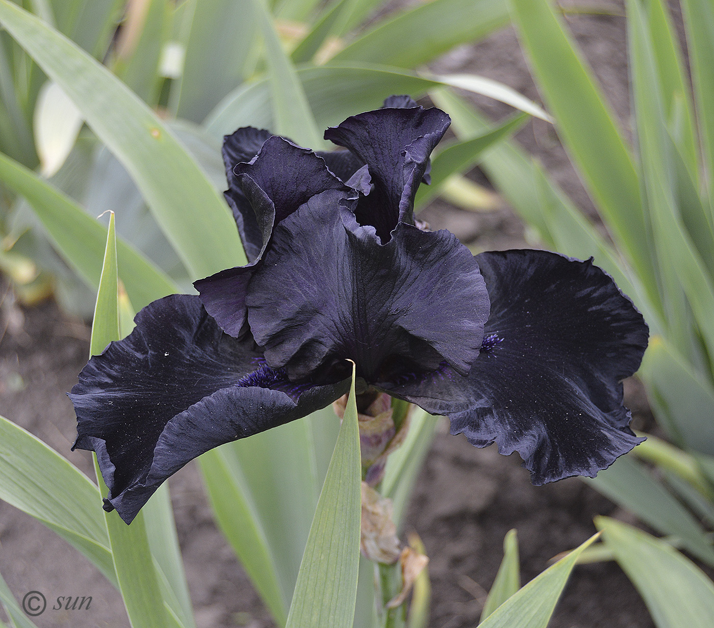 Изображение особи Iris &times; hybrida.