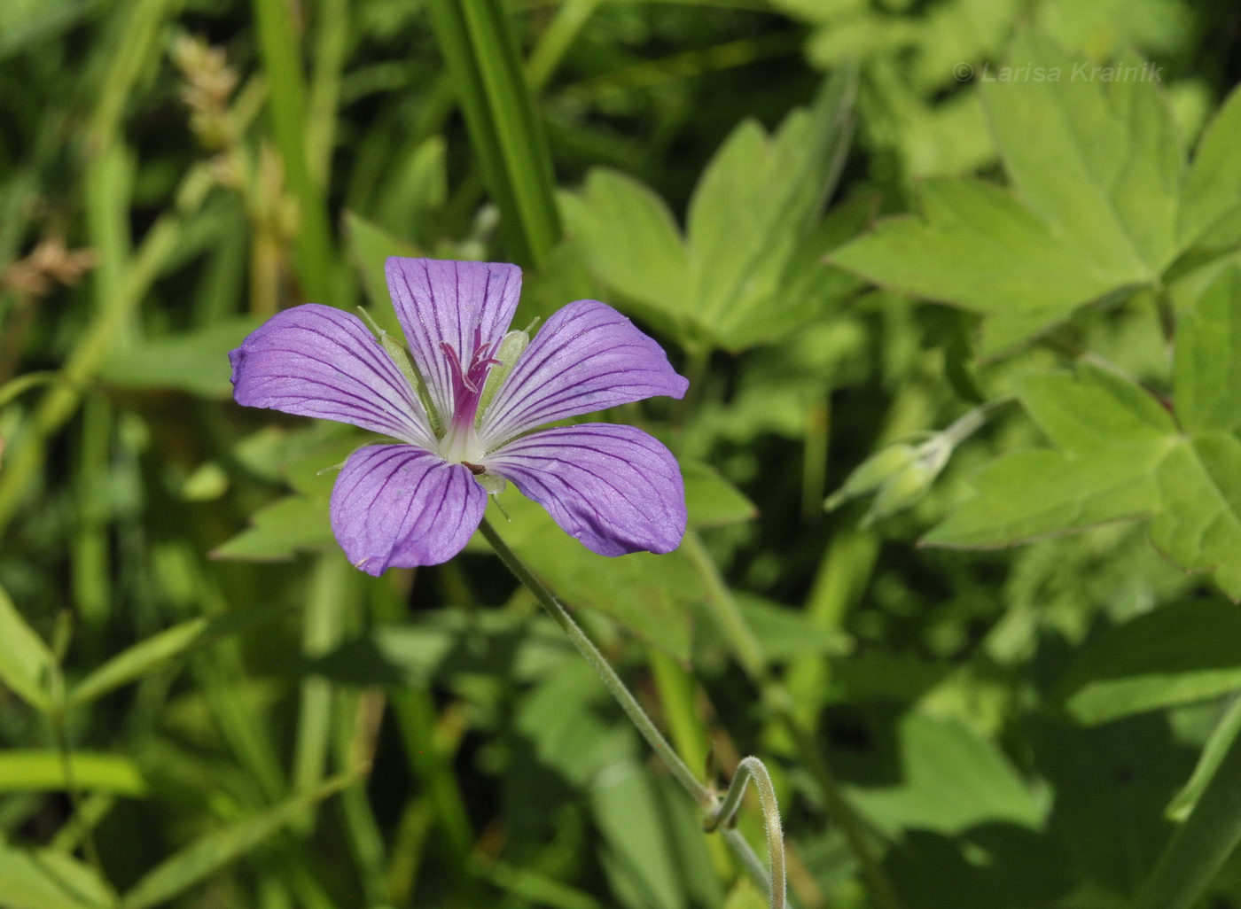 Изображение особи Geranium wlassovianum.