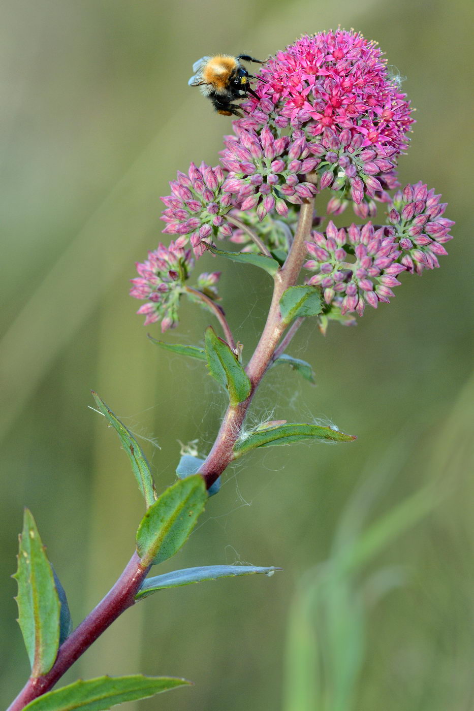 Изображение особи Hylotelephium triphyllum.