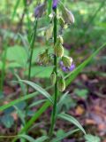 Polygala wolfgangiana. Часть отцветающего соцветия. Свердловская обл., окр. г. Североуральск, опушка сосново-елового леса. 26.06.2010.