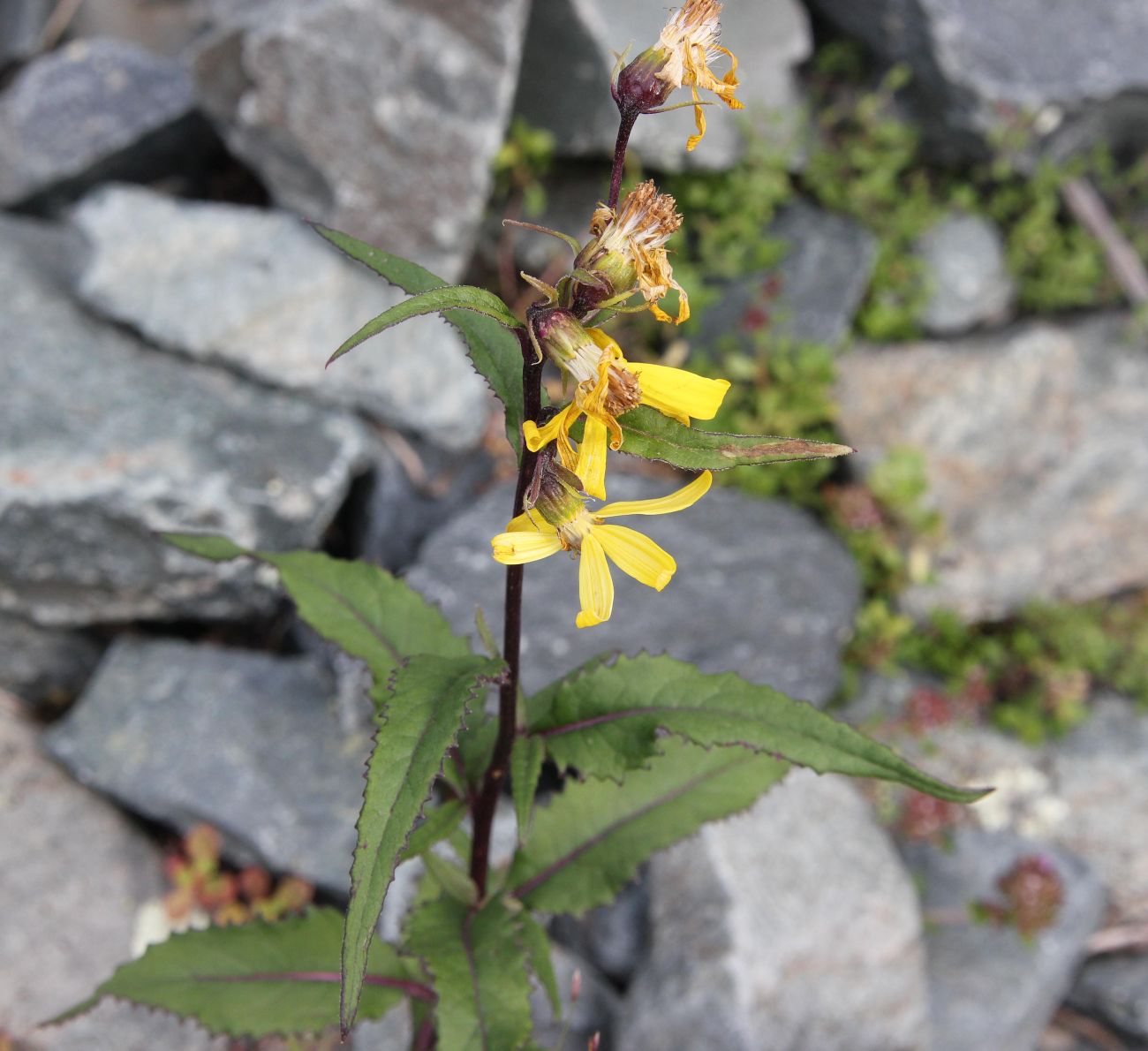 Image of Senecio nemorensis specimen.