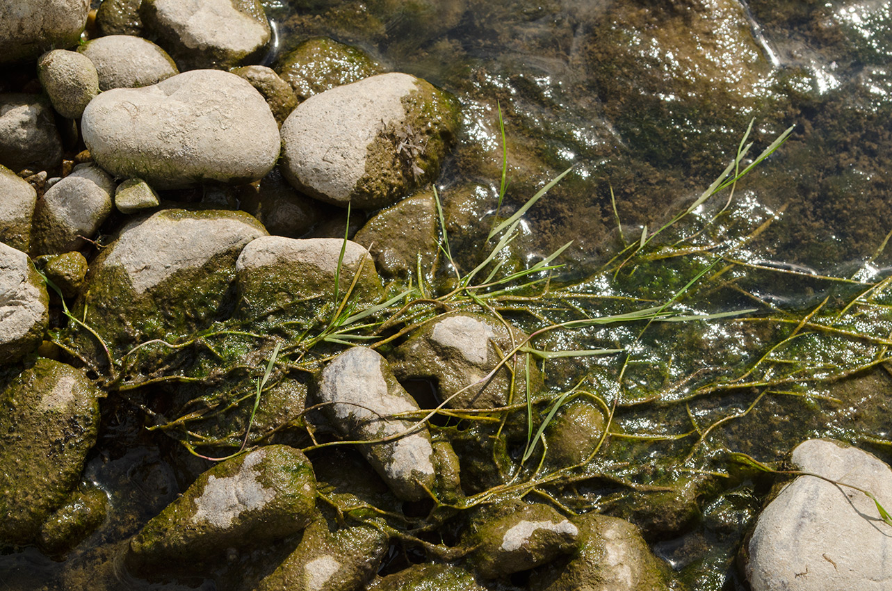 Image of Agrostis stolonifera specimen.