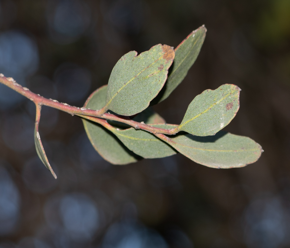 Изображение особи Eucalyptus platypus.