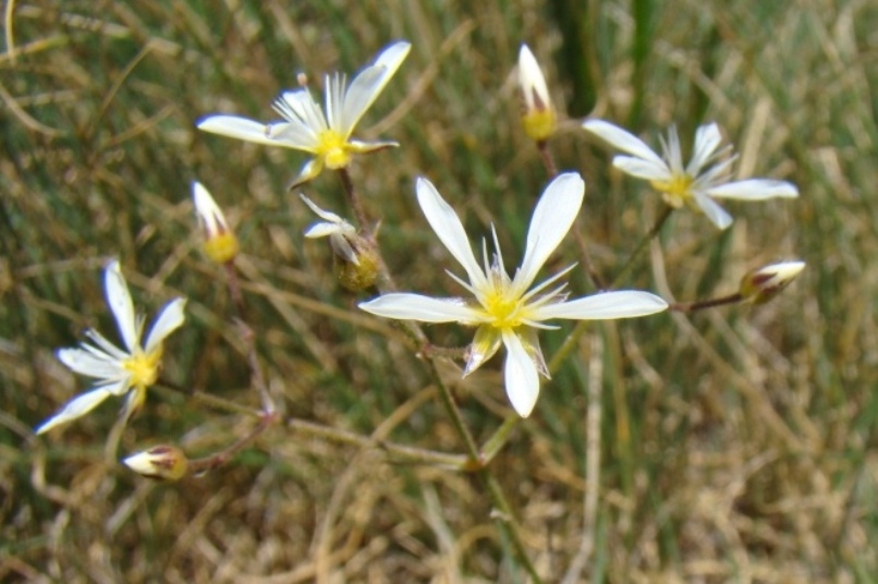 Image of Eremogone gypsophiloides specimen.