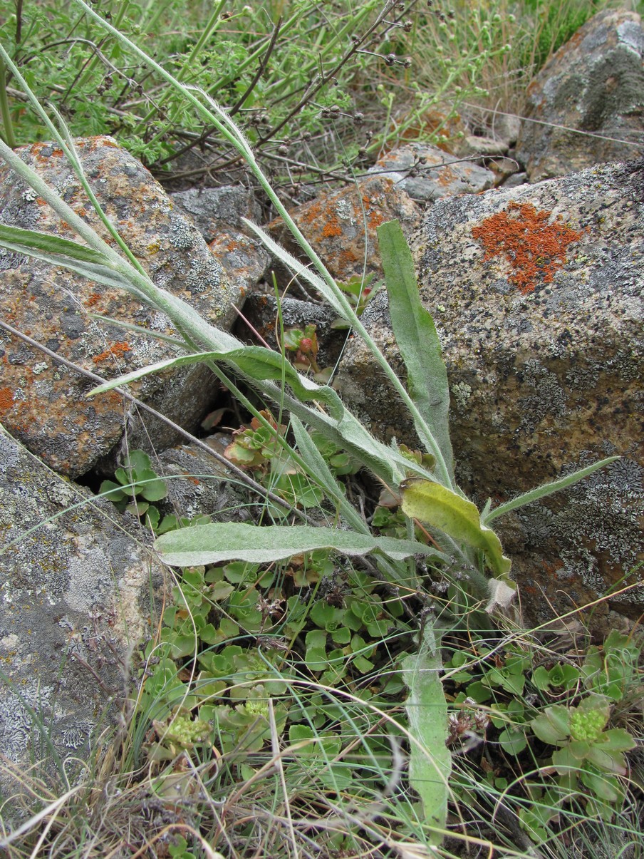 Image of Pilosella echioides specimen.