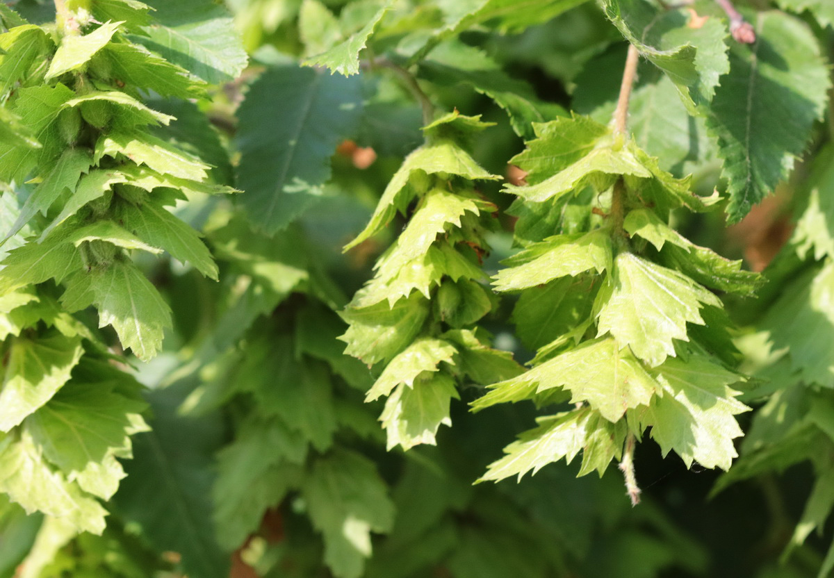 Image of Carpinus orientalis specimen.