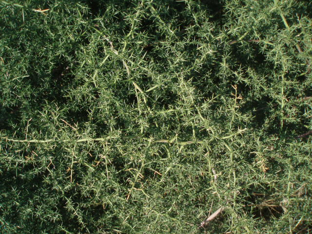 Image of Asparagus aphyllus specimen.