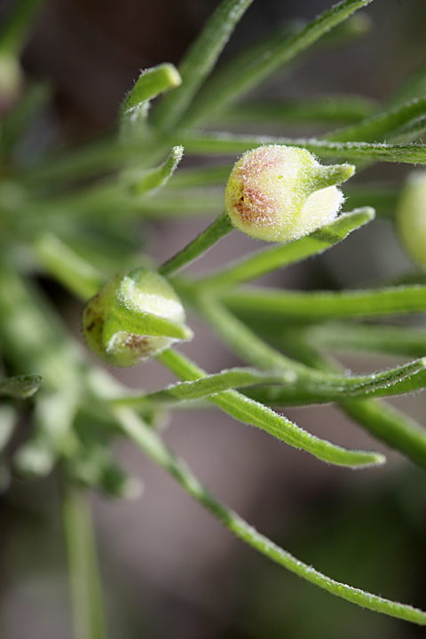 Изображение особи Lepidolopha komarowii.