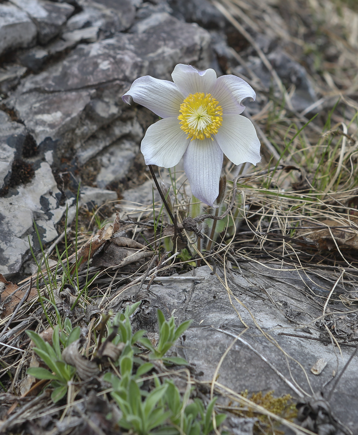 Image of Pulsatilla patens specimen.