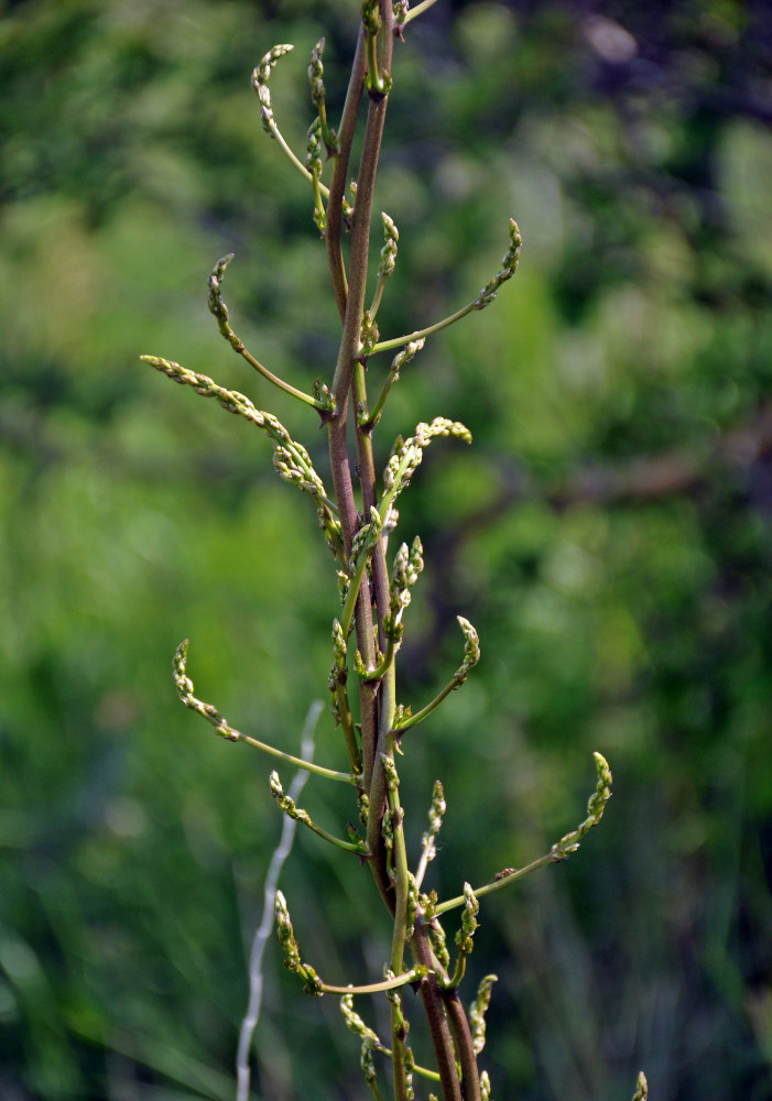 Изображение особи род Asparagus.