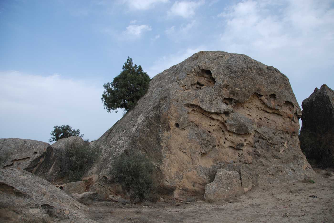 Image of Juniperus polycarpos specimen.