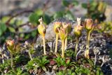 Diapensia lapponica