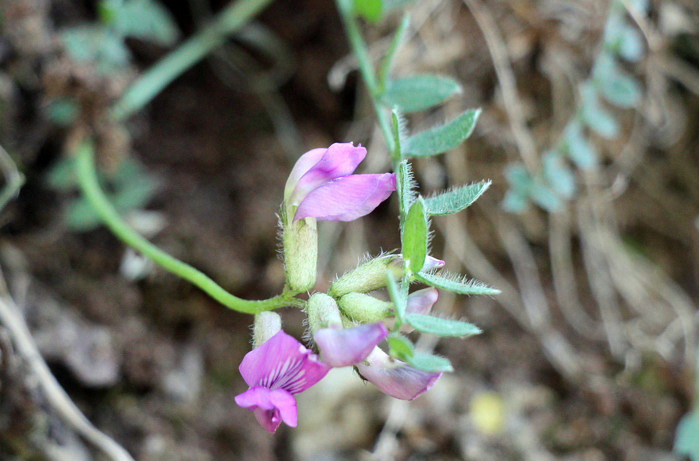 Изображение особи Oxytropis humifusa.