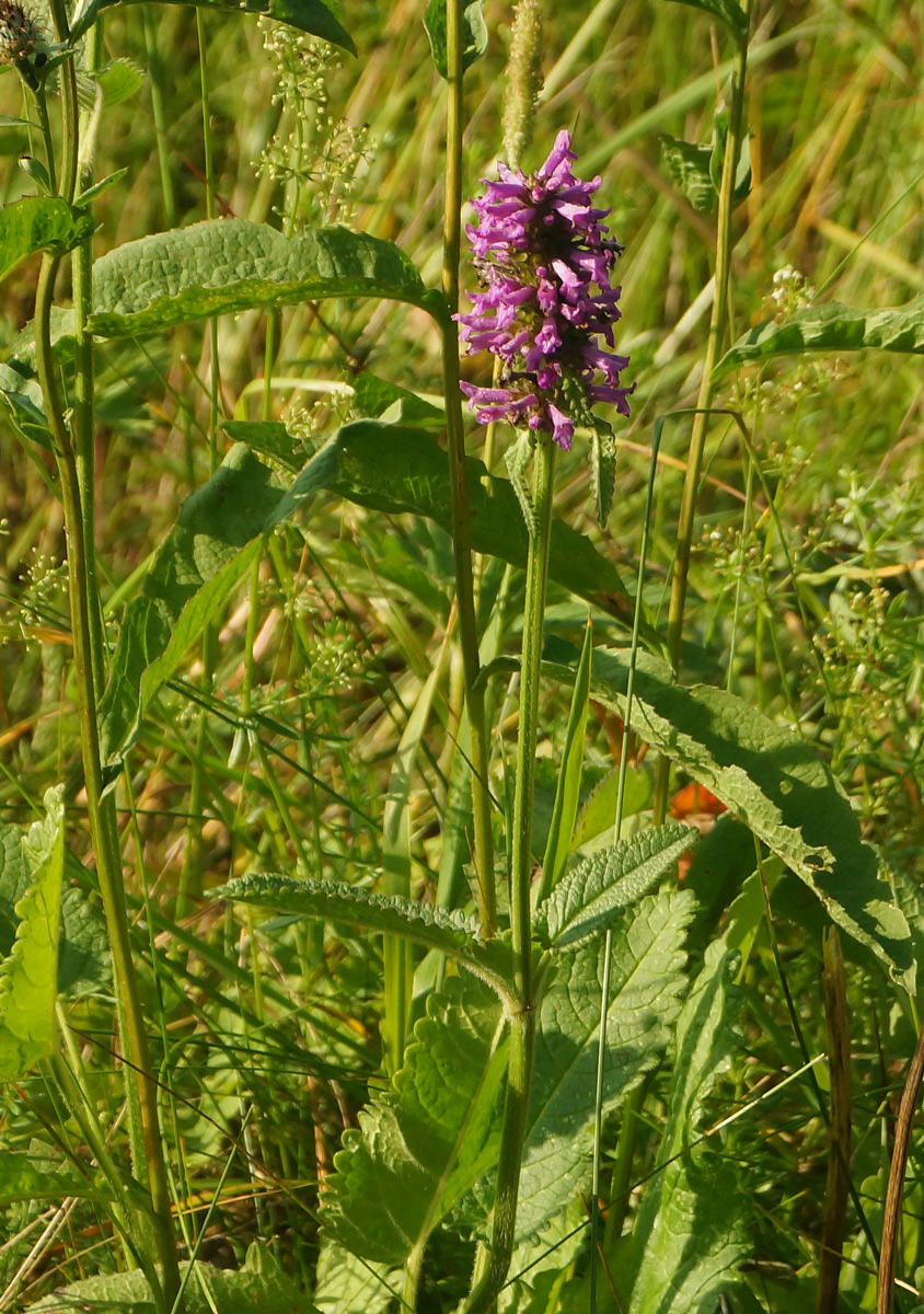 Изображение особи Betonica officinalis.