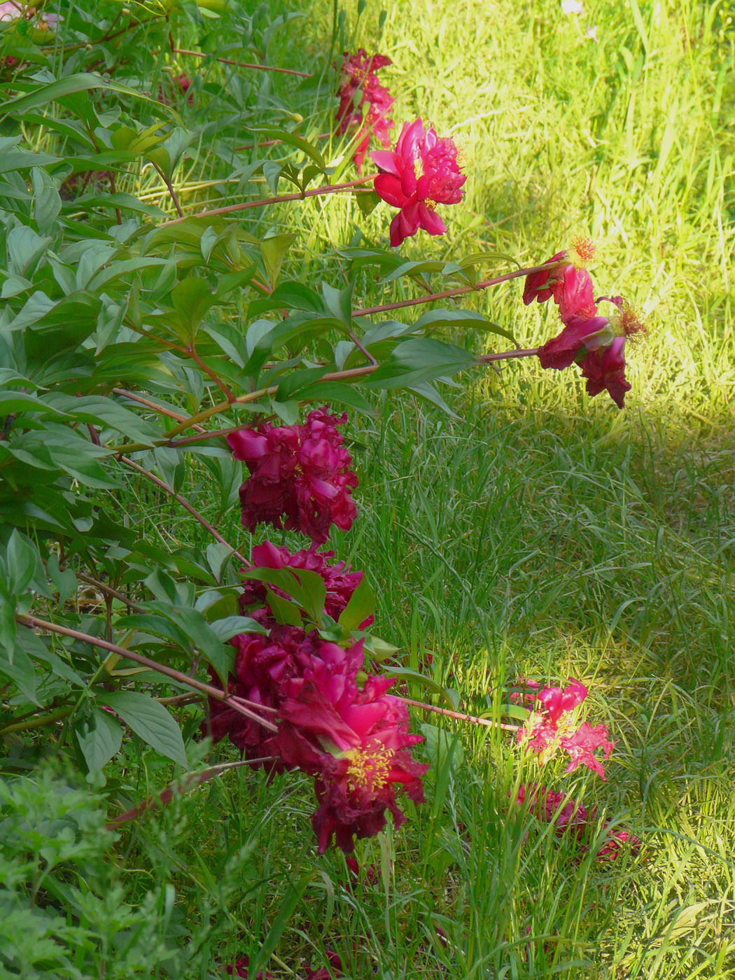 Image of Paeonia lactiflora specimen.