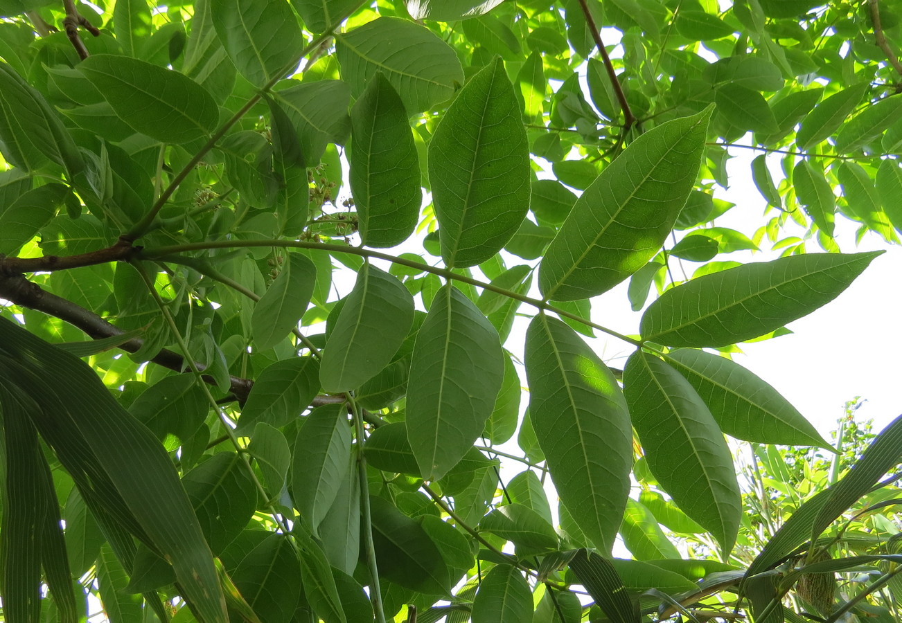 Image of genus Fraxinus specimen.